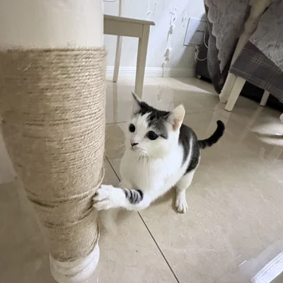 尊贵的屎233的头像